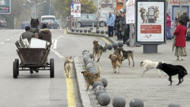 Снимка: Булфото