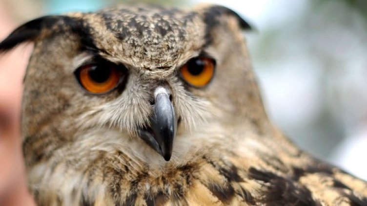 Снимка: Getty Images/Guliver Photos