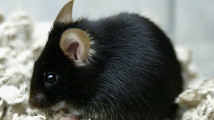 Снимка: Getty Images/Guliver Photos