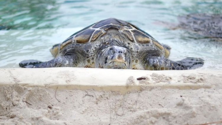 Снимка: Getty Images/Guliver Photos