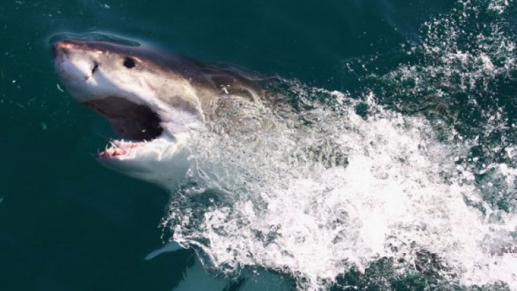 Снимка: Getty Images/Guliver Photos