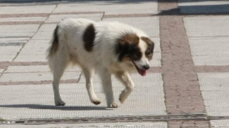 Снимка: Булфото