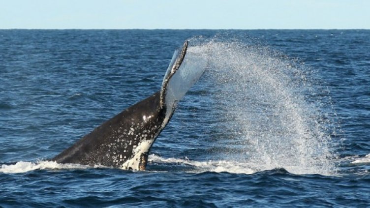 Снимка: Getty Images/Guliver Photos