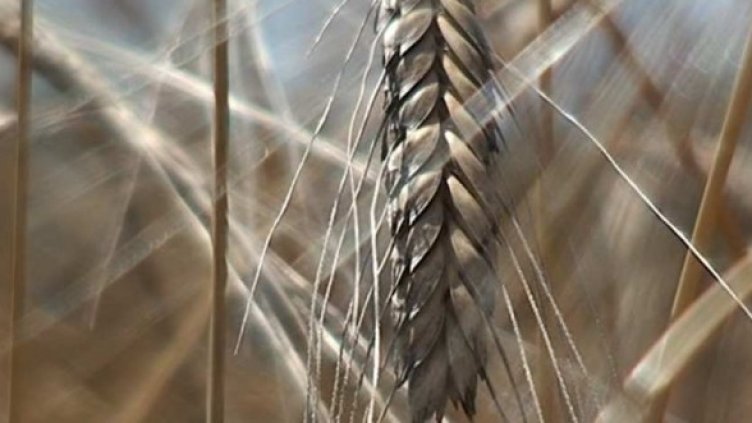 Авиатор сее пшеницата на пра-пра-прародителите ни