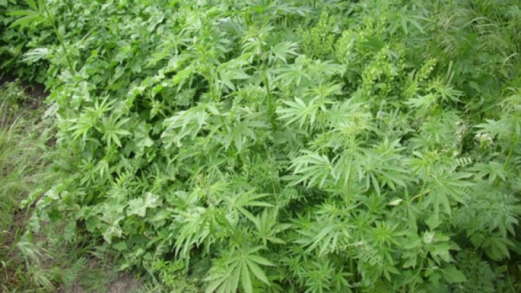 Снимка: Архив, МВР