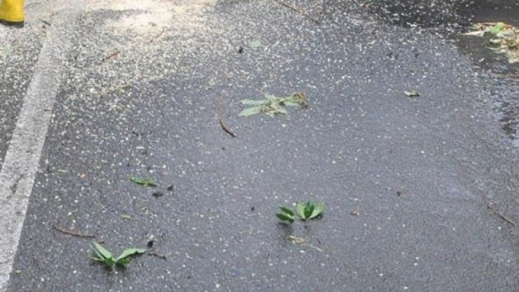 Снимка: Архив Булфото