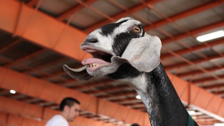И тя би искала да я повозят... Снимка: Getty Images/Guliver Photos