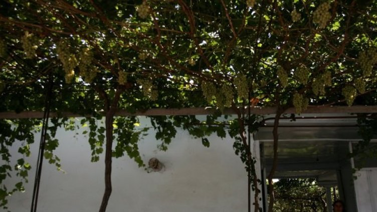 Снимка: Архив Getty Images/Guliver Photos