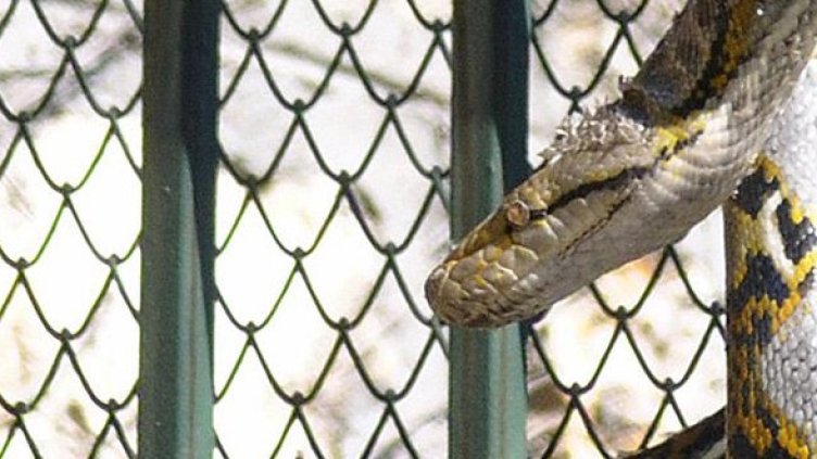 Снимка: Архив, Булфото