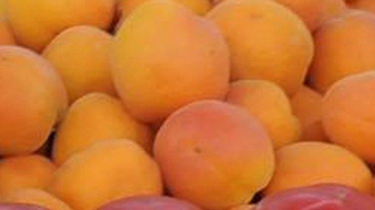 Снимка: Архив, Булфото