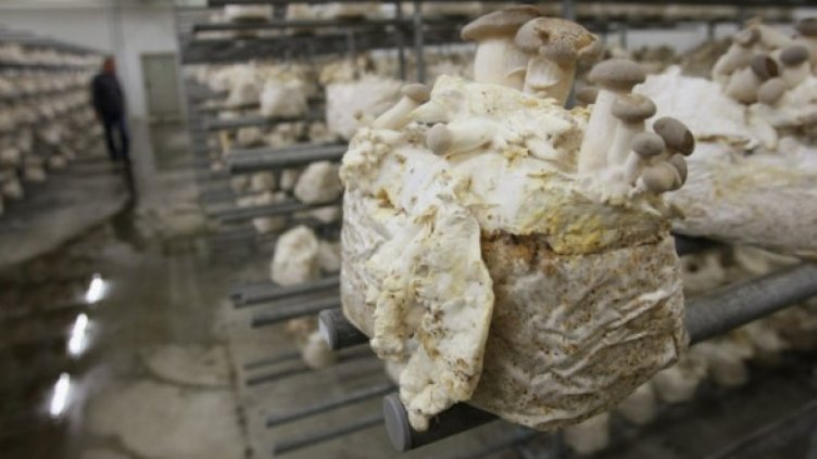 Снимка: Архив Getty Images/Guliver Photos