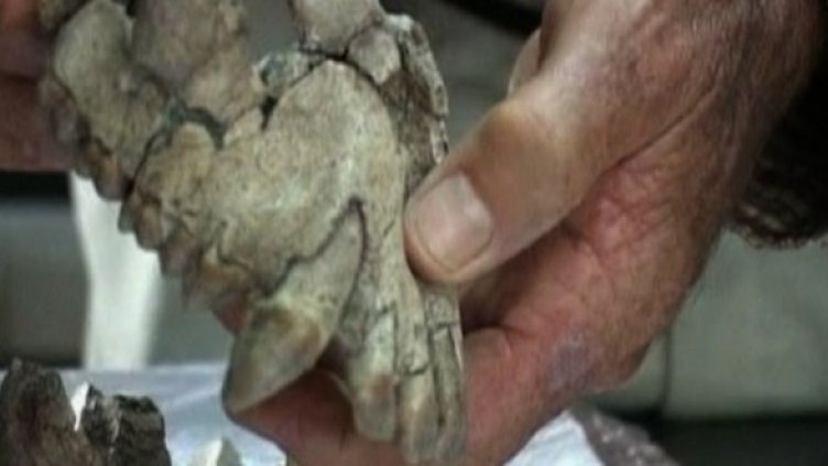 Зъби на 20 милиона години