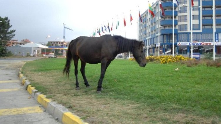 Снимка: архив Булфото