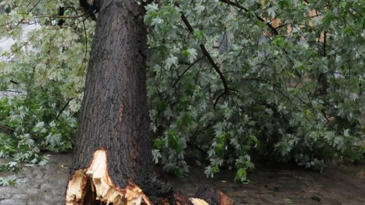 Снимка: архив, Булфото