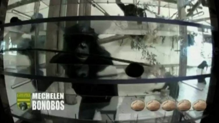 Маймуни на тест за интелигентност. Победи женската