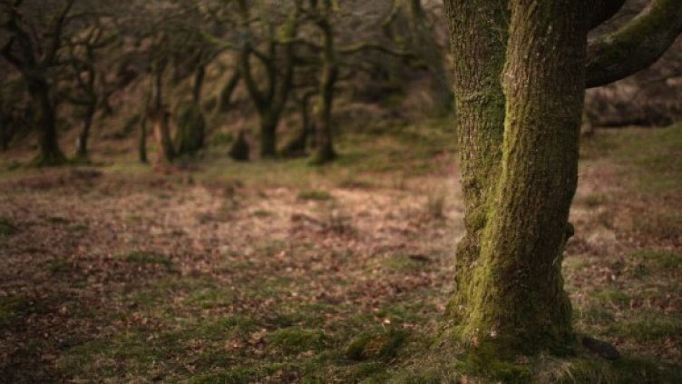 Снимка: Getty Images/Guliver Photos