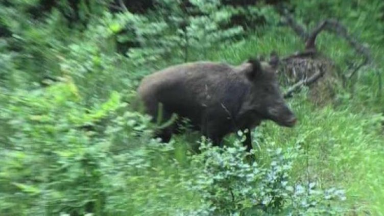  Две прасета &ndash; с два изстрела и после с горския в РПУ-то