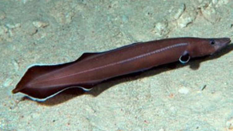 Снимка: geekologie.com