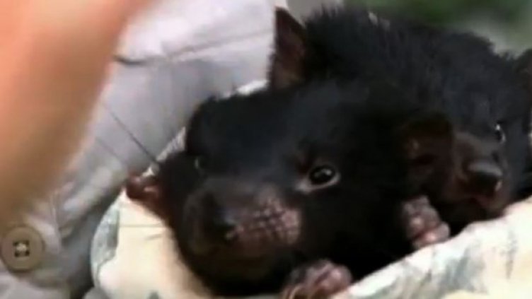  Запознайте се с дяволите