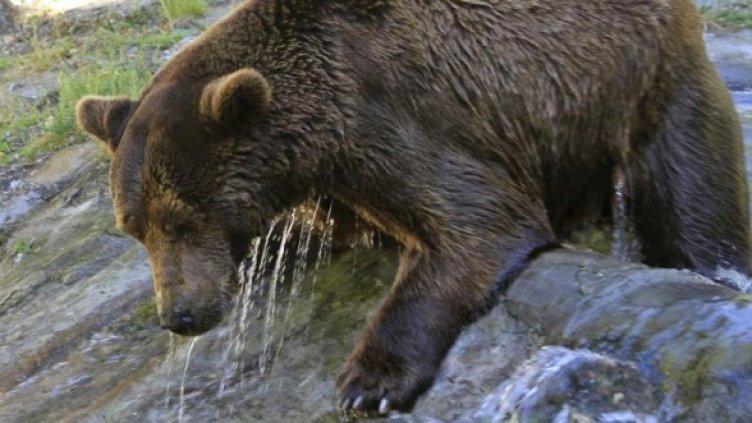 Снимка: Архив, Булфото