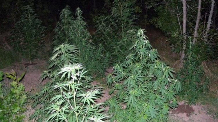 Снимка: Булфото