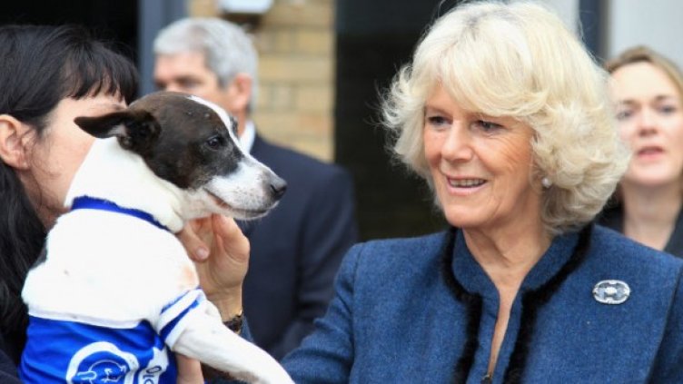 Херцогинята на Корнуол обича животните. Снимка: Getty Images/Guliver Photos