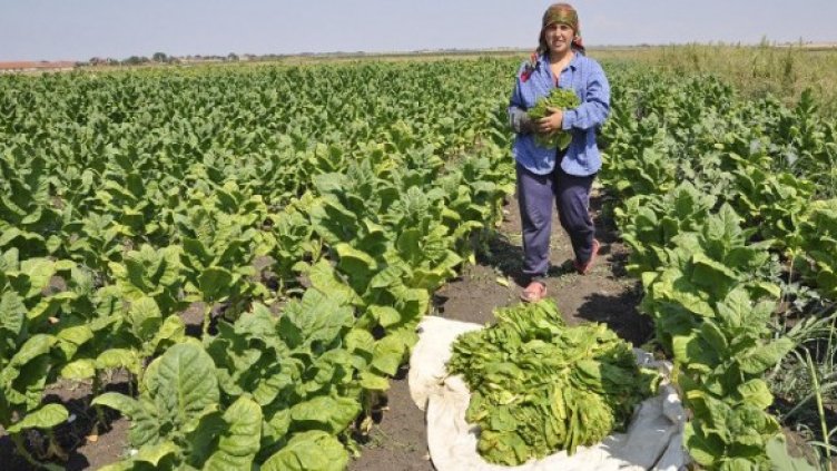 С. Малево, Хасково. Снимка: Булфото