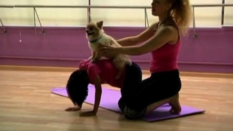  А пък някои кучета ги водят на йога...