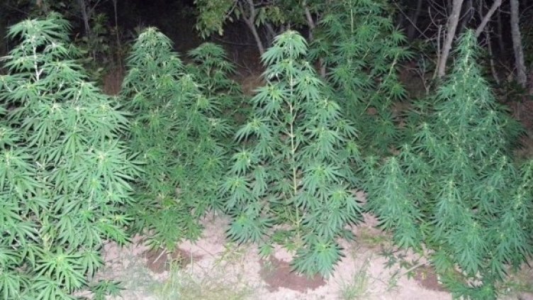 Снимка: Булфото