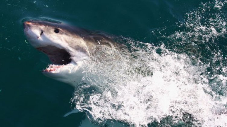 Снимка: Getty Images/Guliver Photos