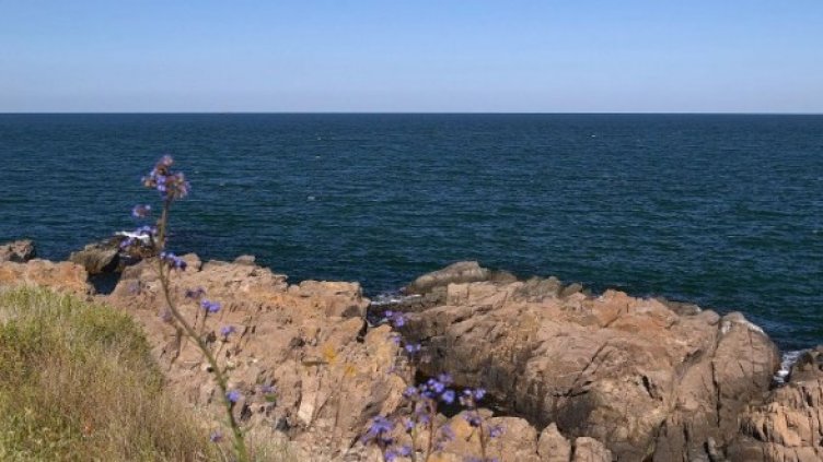 Снимка: архив Булфото