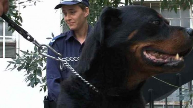 В последния си работен ден кучето Акино откри малката Галина