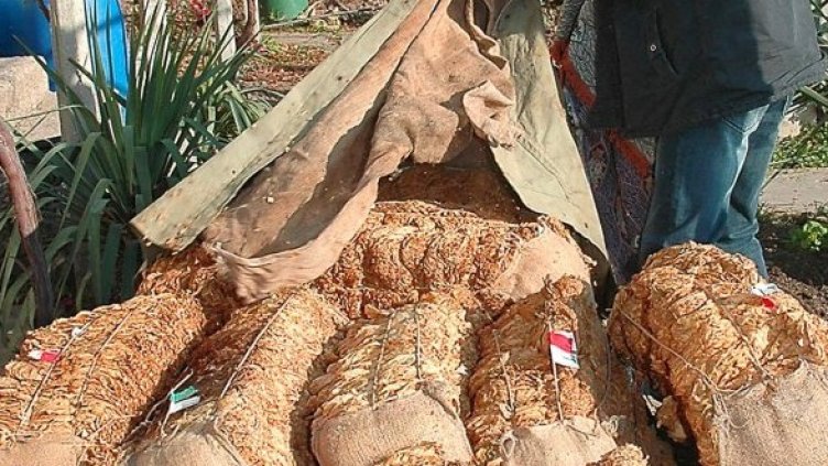 Снимка: Булфото