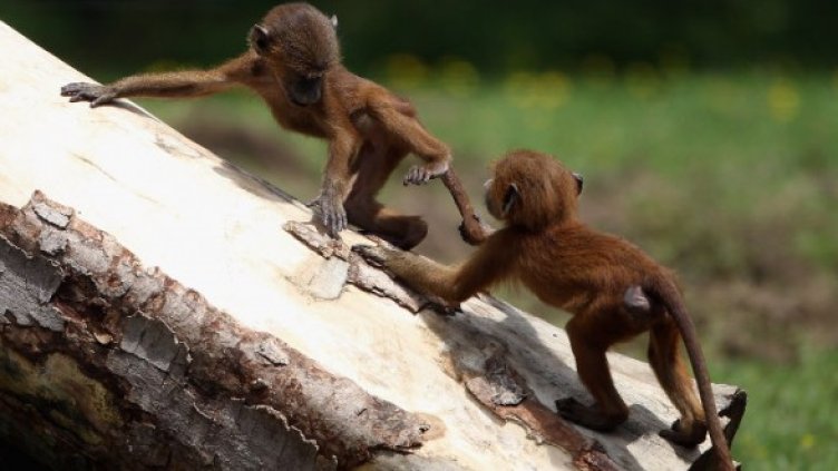 Снимка: Getty Images/Guliver Photos