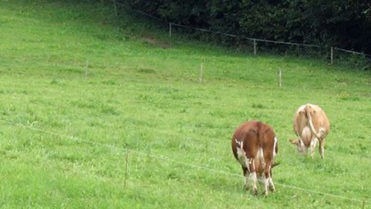 Сега Ивоне похапвала трева в компанията на себеподобни. Снимка: Getty Images/Guliver Photos