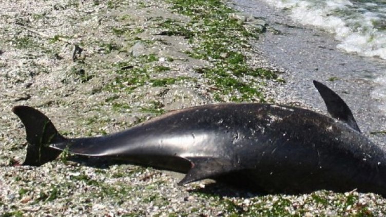 Снимка: архив Булфото