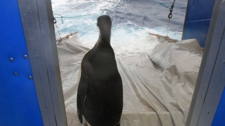 Минути преди Веселите крачета да заплуват. Снимка: Getty Images/Guliver Photos