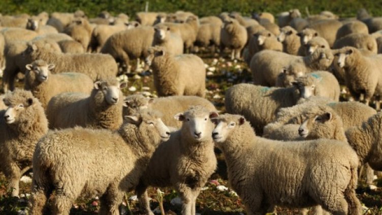 Снимка: Getty Images/Guliver Photos