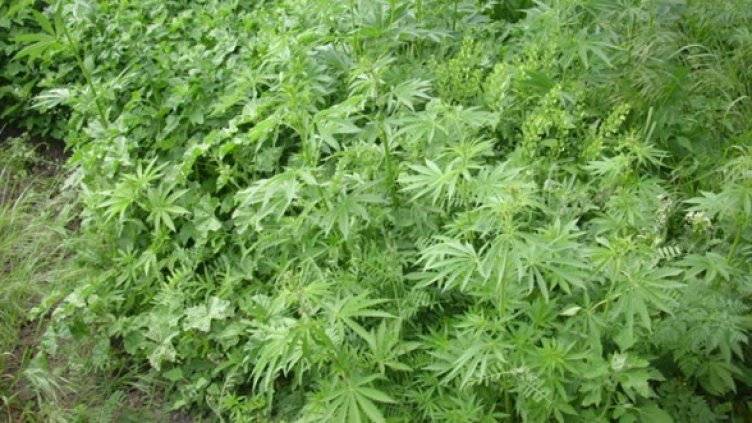 Снимка: Архив Булфото