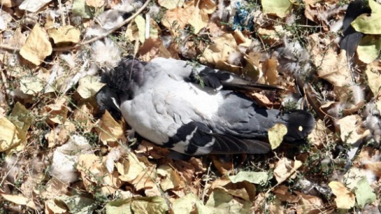 Снимка: Dnes.bg