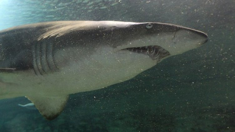 Снимка: Getty Images/Guliver Photos