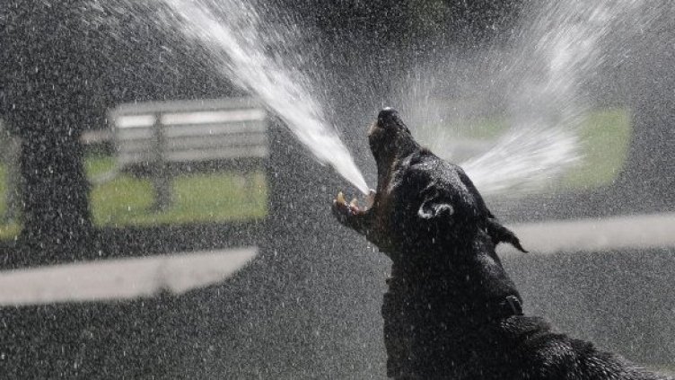 Снимка: архив Булфото