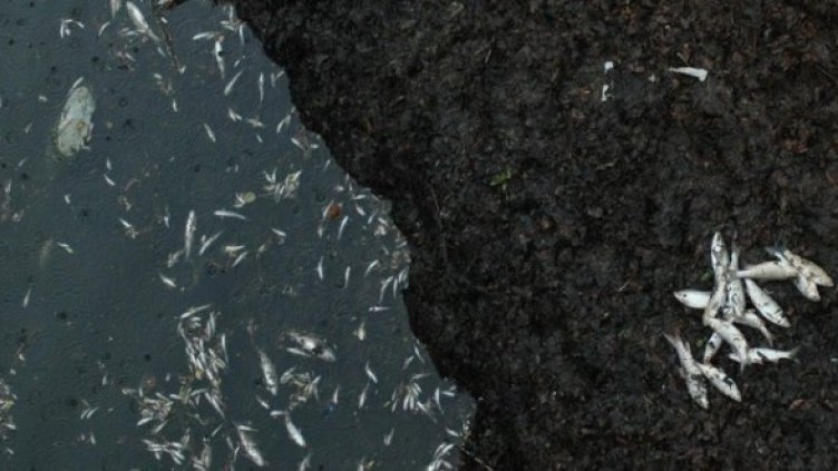 Снимка: Архив Булфото