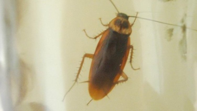 Снимка: Булфото