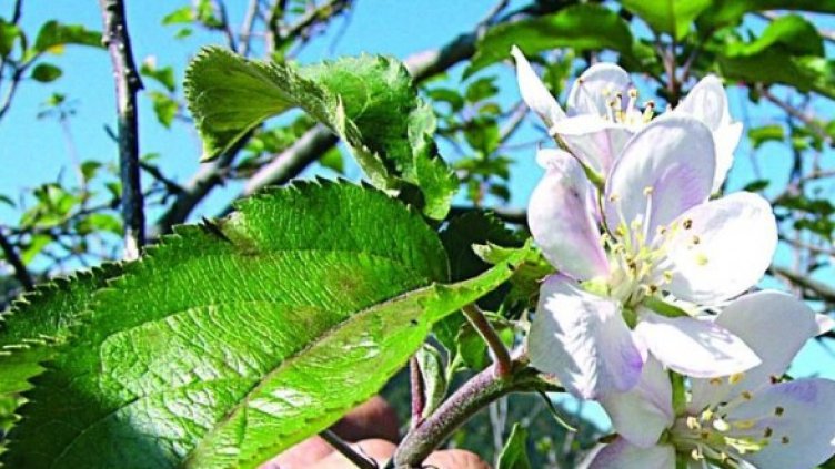 Снимка: Архив, Булфото