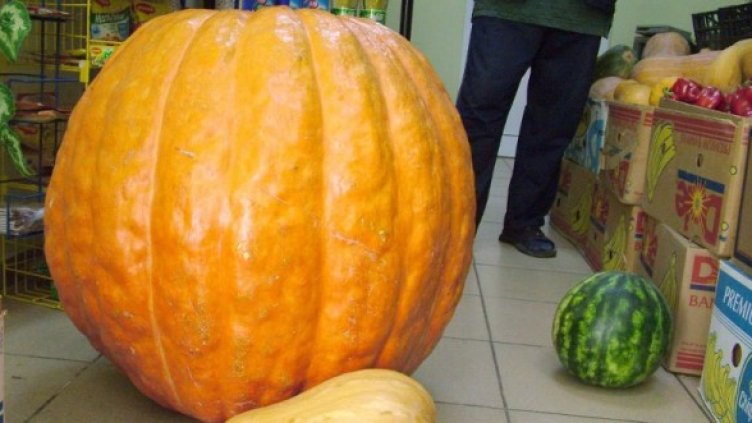 Снимка: Булфото