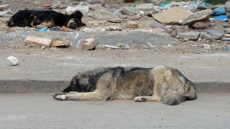 Снимка: архив Булфото