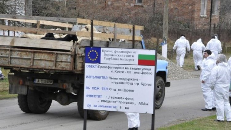 Мерки срещу разпространението на шап, с. Кости, Царево, 11.01.2011 г. Снимка: Булфото