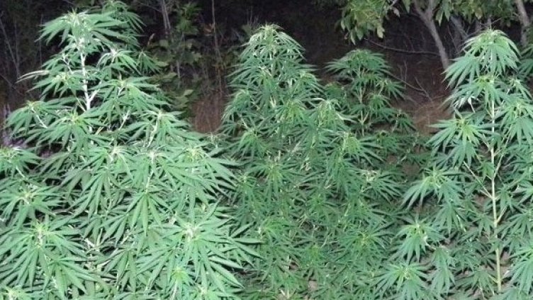 Снимка: Булфото