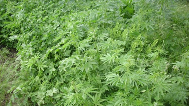 Снимка: Архив, МВР